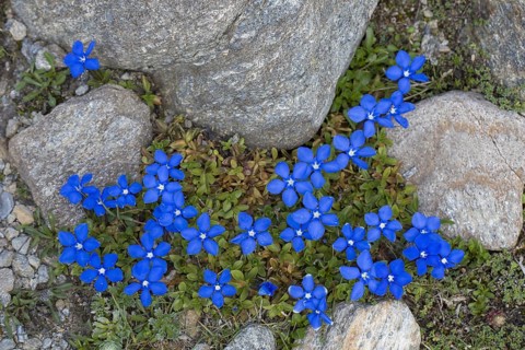 Bavarian gentian