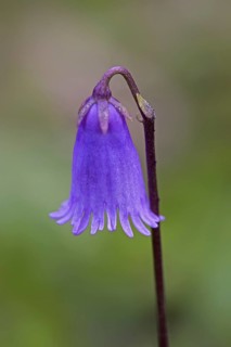 Dwarf snowbell