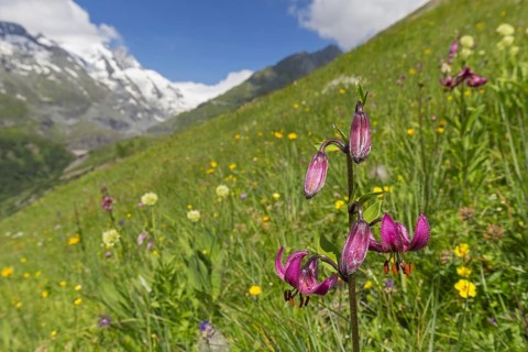 Martagon lily