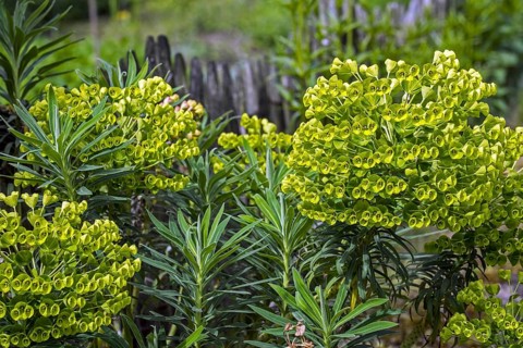 Mediterranean spurge