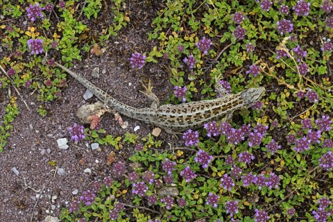 Sand lizard
