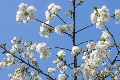 Japanese cherry