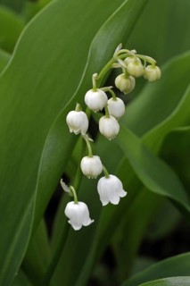 Lily of the Valley