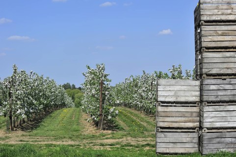 Wooden crates stacked in half-standard apple tree