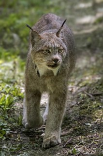 Canada lynx