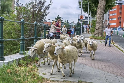 Shepherd herding flock of sheep in summer along street to graze grass from steep canal banks in the city Ghent