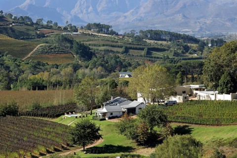 Vineyard on the outskirts of Stellenbosch