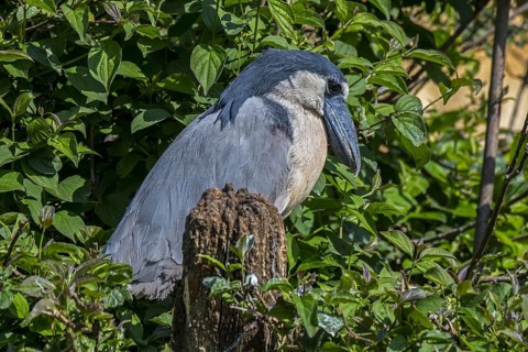 Boat-billed heron