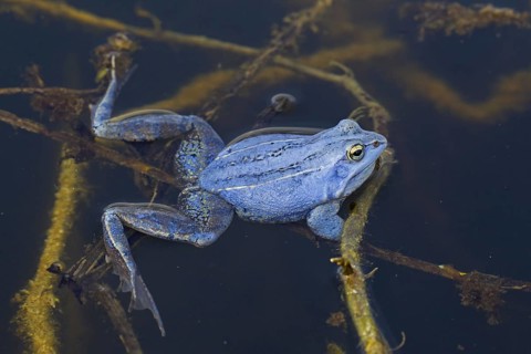 Moor Frog