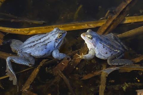Two Moor Frogs