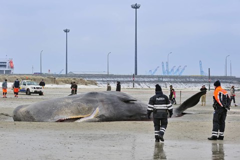 Stranded sperm whale
