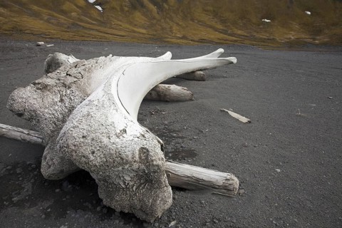 Old bleached bones of bowhead whale