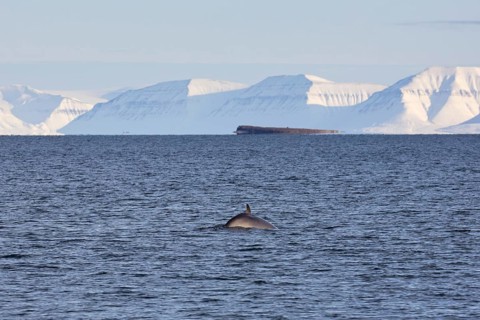 Northern minke whale