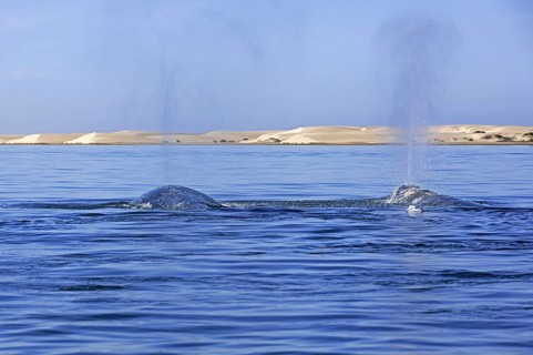 Two Pacific gray