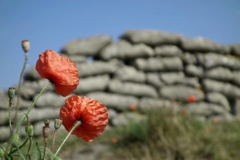Poppies growing on sandbags at the Dodengang