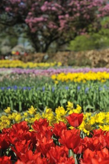 Colourful tulips