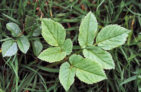 Ground elder