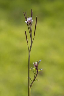 Hairy bittercress