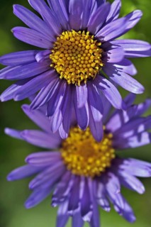 Alpine aster