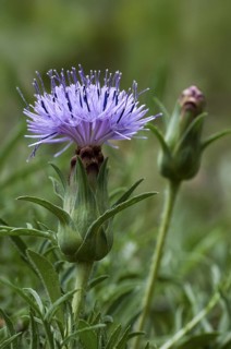 Distaff thistle