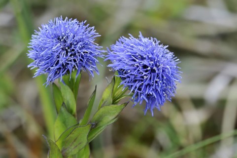 Common Globularia