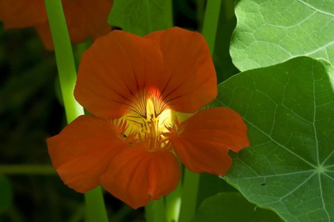 Garden nasturtium