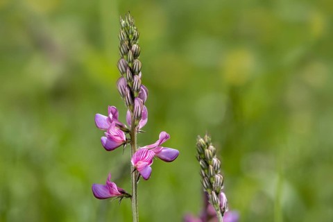 Common sainfoin