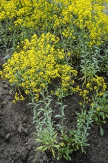 Dyer's woad