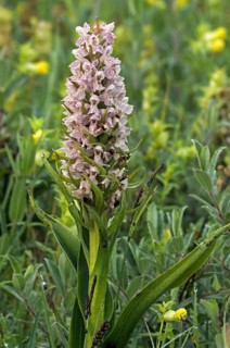 Early marsh-orchid