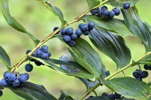 Common Solomon's Seal