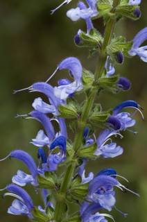 Meadow clary