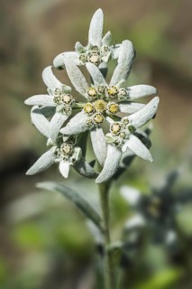 Edelweiss