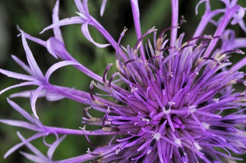 Greater knapweed