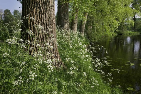 Cow parsley