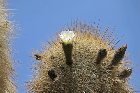 Cactus