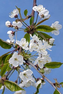 Wild cherry