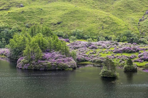 Common rhododendrons