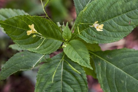 Small balsam
