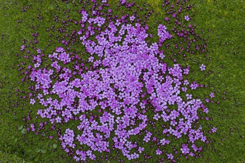 Moss campion