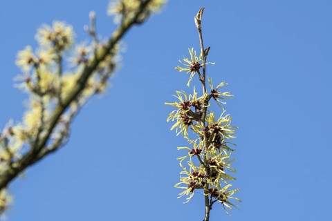 Hybrid witch hazel