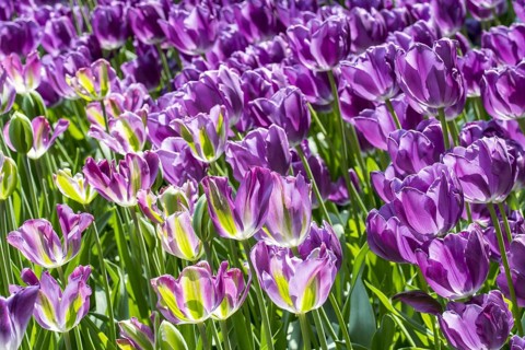 Flowerbed with colourful fuchsia tulips