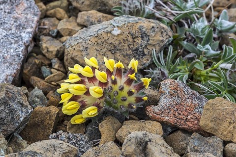 Kidney vetch