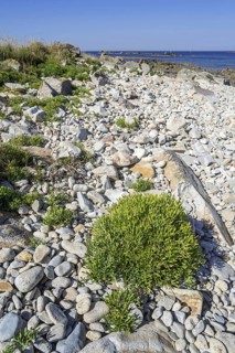 Rock samphire