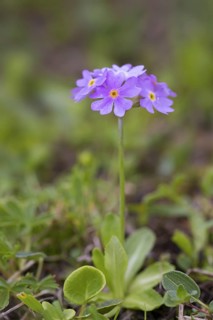 Bird's-eye primrose