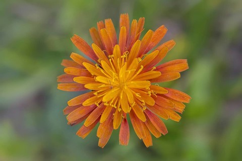Close up of orange hawkweed