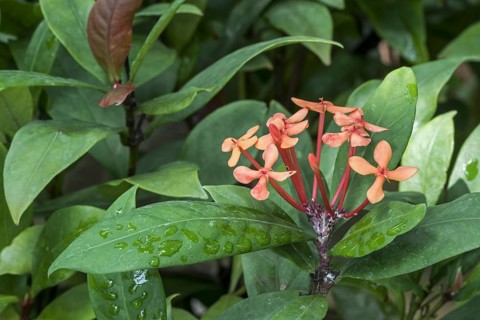 Chinese woodflame