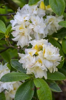 Azalea Chelsea Reach