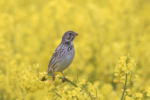 Corn bunting