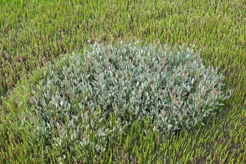 Sea purslane