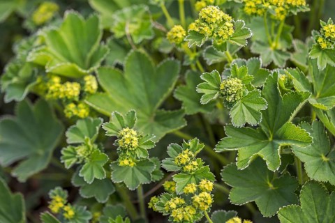 Lady's Mantle